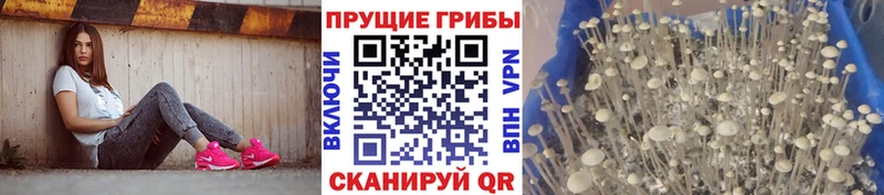 Галлюциногенные грибы Magic Shrooms  omg онион  Отрадная  купить закладку 